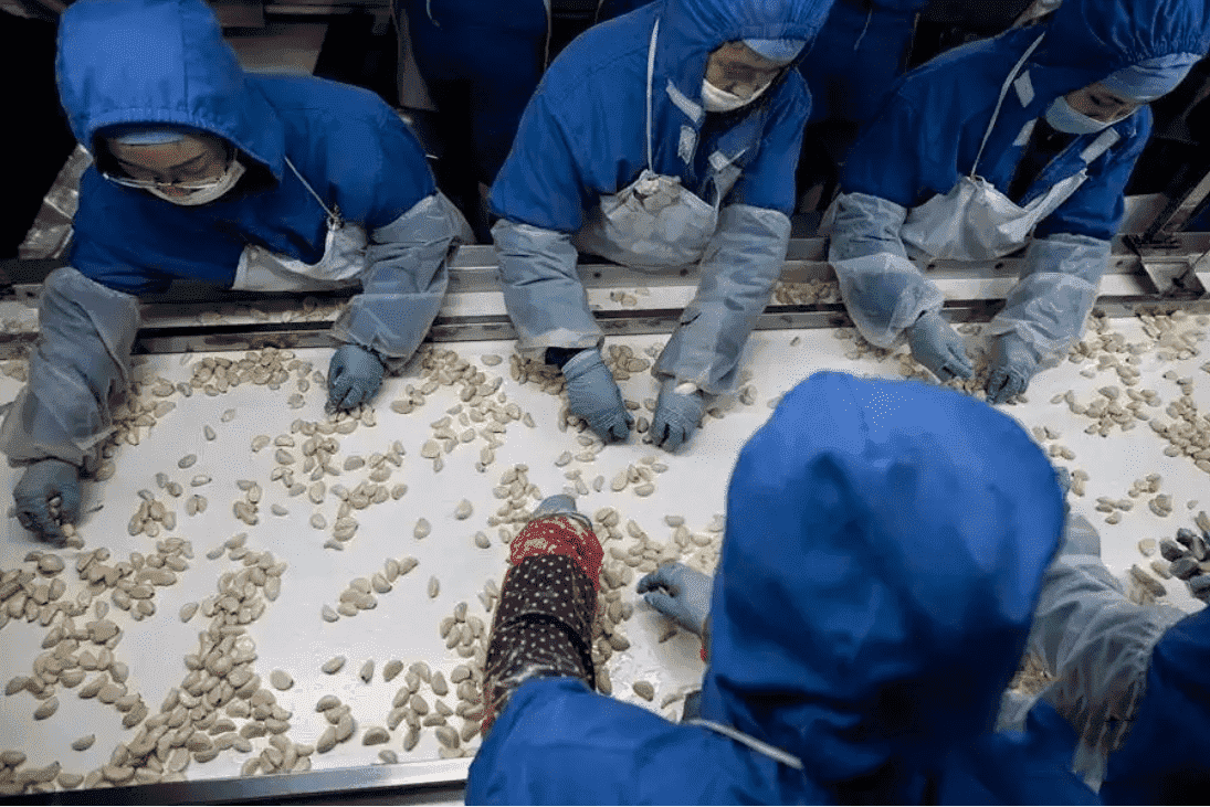 Henning Saint Garlic Sorter--Sorting Both in Wet and Dry